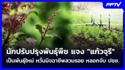 Plant Breeder Clarifies "Kaew Juree" is a New Variety, Fears Scammers May Exploit Loophole to Ext...