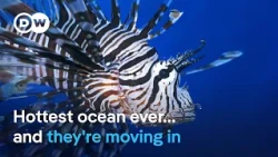 From warming seas to invasive species: What's happening? | DW News