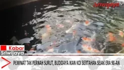 Demand Never Fades, Koi Farming Has Persisted Since the 90s