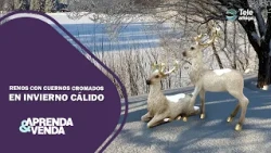 Reindeer with chrome antlers in a warm winter | Learn and sell