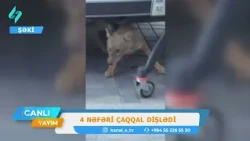 Şəkidə şəhərin mərkəzində çaqqal 4 nəfəri dişlədi | Canlı Yayım