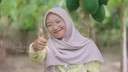 AYO BERTANI - MANISNYA BUAH PEPAYA CALIFORNIA