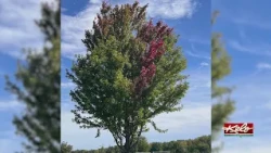 Where are all the fall colors?
