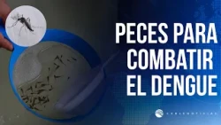 How the Guppy fish strategy to prevent dengue in Atlántico works