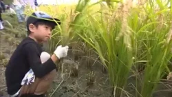 "Hope You Eat Well": Tsuyama Elementary Students Harvest Rice to Support Children Facing Food Ins...
