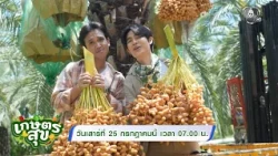 Kaset Suk: This Saturday, Exploring a Date Palm Farm Over 100 Rai in Chanthaburi