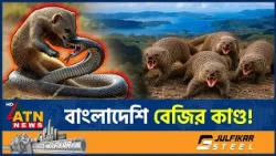 বাংলাদেশি বেজি আমদানি করে মহাবিপদে পড়ে জাপান, ভুগতে হয় ৪৫ বছর | BD Mongoose | Japan | ATN News