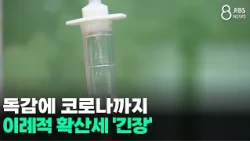Flu and COVID-19 Surge... Unusual Spread Sparks Concern/JIBS/Jeju/09.11.2026