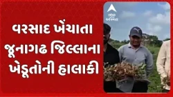 Junagadh Farmer | વરસાદ ખેંચાતા જૂનાગઢ જિલ્લાના ખેડૂતોની હાલાકી