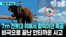7m 전봇대 위에서 헐떡이던 흑곰 비극으로 끝난 안타까운 사고｜ TJB 대전·세종·충남뉴스