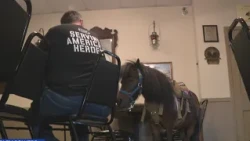 Veteran battles VA after miniature service horse banned from medical centers