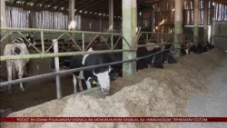 Osječki FAZOS spas za mljekarsku industriju traži uz pomoć umjetne inteligencije