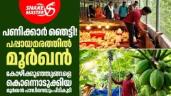 കോഴിഫാമിൽ കൂട്ടക്കുരുതി! പപ്പായ മരത്തിൽ മൂർഖൻ!  | Cobra Rescue | Snakemaster EP 1220