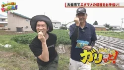 すしささき。は大仙市の枝豆農家で収穫を体験し、旬の味覚を味わう！「土曜の情報缶詰どっかん！」▶すしささき。のガリっと！◀2026年8月22日放送