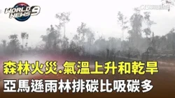 Forest Fires, Rising Temperatures, and Drought: Amazon Rainforest Emits More Carbon Than It Absor...