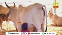 गौ माता के आश्रय में जानें से क्या होगा ?। Shri Rajendradasdevacharya Ji Maharaj | Aastha Bhajan