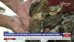 OYSTER HARVEST SUSPENDED IN GUARATUBA
