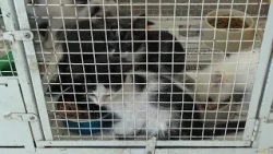 Kittens arrived at the shelter in desperate condition, now they are doing better and looking for ...