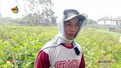 ONCE CHEAP, NOW BIRD'S EYE CHILI PRICES SOAR TO 50 THOUSAND RUPIAH PER KILOGRAM