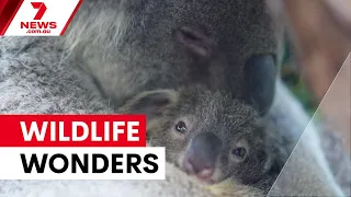 Whales and koala joeys delight Sydney | 7NEWS