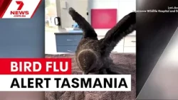 Bird flu reaches Tasmania, sixth state affected | 7NEWS
