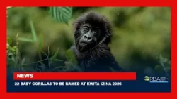 22 baby gorillas to be named at Kwita Izina 2026