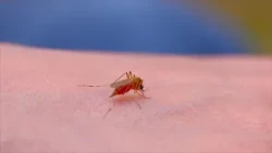 Per què hi ha hagut menys mosquits aquest estiu?