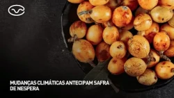Climate change causes early loquat harvest