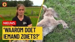 Pleun the donkey abused and shot dead | Omroep Brabant