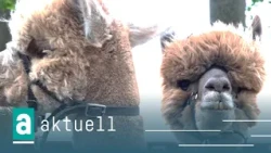 oeins aktuell | 08/07/2026