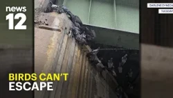 Trapped, starving, and unable to escape: The fight to save these birds
