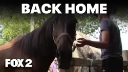 Horses returned to Milford Trail Ride Company after being seized by animal control