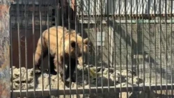Өскеменде жануарларға ерекше күтім жасалып жатыр