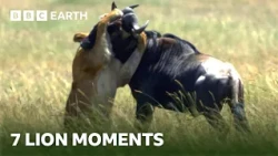 7 Unforgettable Lion Moments | BBC Earth