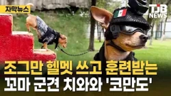 'Commando,' the Tiny Chihuahua Puppy Training in a Little Helmet | TJB Daejeon·Sejong·Chungnam News