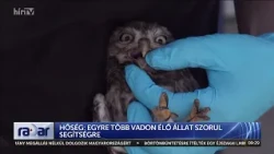 Hőség: egyre több vadon élő állat szorul segítségre - HírTV