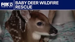 Baby deer rescued from Pasco County wildfire