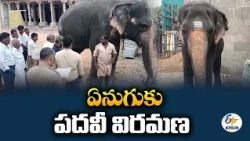 50 ఏళ్ల సేవకు వీడ్కోలు! | అభయాంబిక ఏనుగు పునరావాసంపై హైకోర్టు తీర్పు రిజర్వ్