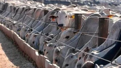 EU suspension of Brazilian meat comes into force, despite ongoing talks with Brasília