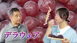 JA Kyoto Yamashiro's "Delaware" grapes, grown by Yukiaki Shizukawa (Kizugawa City) | KBS Kyoto TV...