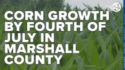 Corn growth more than 'knee-high' by Fourth of July in Marshall County