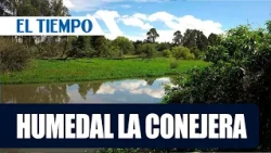 Conservation and Invasive Vegetation Control Efforts at La Conejera Wetland | EL TIEMPO
