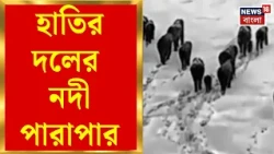 Odisha News | ওড়িশায় ব্রাহ্মণী নদী পেরোল ৪০ হাতি, থার্মাল ক্যামেরায় ধরা পড়ল দৃশ্য | Bangla News