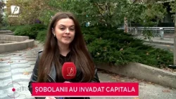 Focus 18 - October 13. Rat invasion in Bucharest