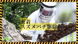 緊迫！スズメバチ駆除に密着　住宅街で見つかった50センチの巣　山の環境変化で「生息域が人里に」専門家が指摘 （2026年9月15日放送）