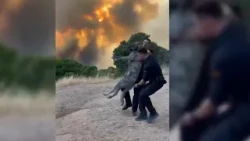 "There are many dead animals": volunteers ask to be allowed to rescue horses and pets
