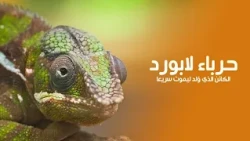 Labord's Chameleon: The Creature Born to Die Young! Secrets of the Strangest Animal in Madagascar...