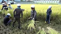 Learning with the Community: Kusatsu City Elementary Students Try Rice Harvesting