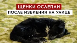 Puppies go blind after being beaten on the street