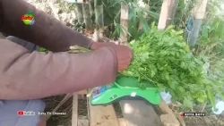 CELERY PRICES PLUMMET, FARMERS COMPLAIN ABOUT HIGH PRODUCTION COSTS
